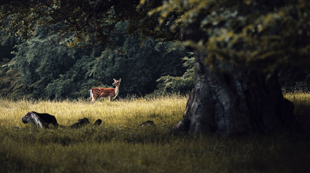 Deer in Simlipal