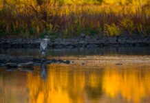 Mangalajodi – All You Need to Know Before You Go Mangalajodi Bird