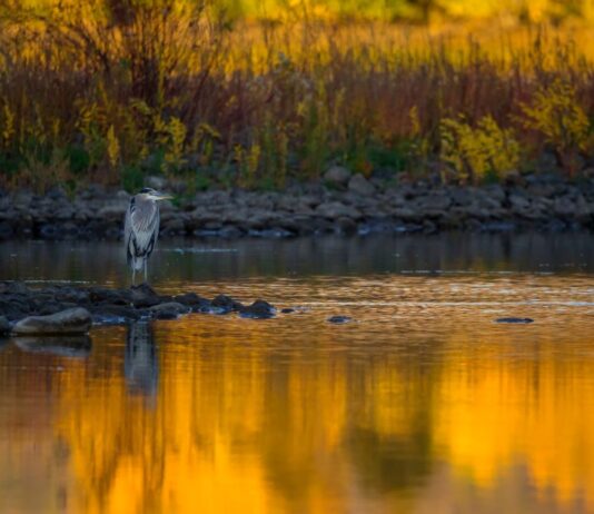 Mangalajodi – All You Need to Know Before You Go Mangalajodi Bird