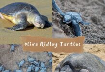 Olive Ridley Turtles in Odisha: A Natural Wonder