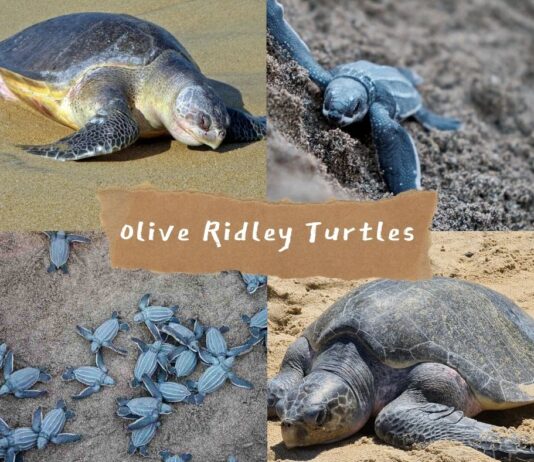 Olive Ridley Turtles in Odisha: A Natural Wonder